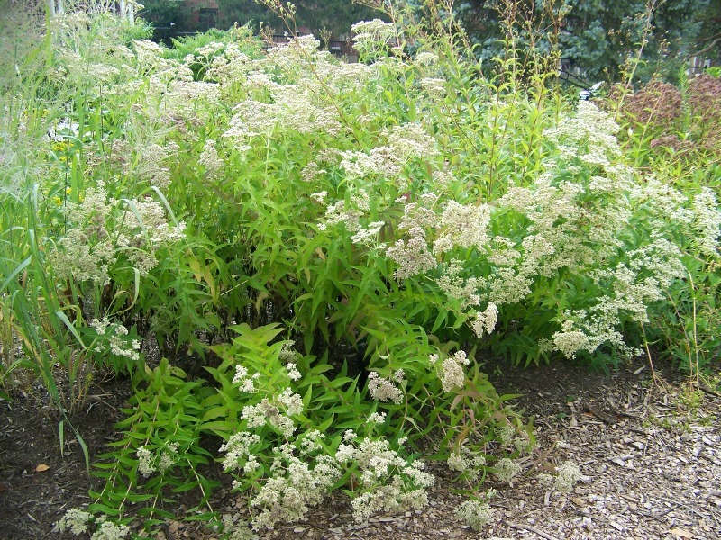 Boneset plant