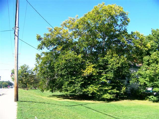 American Beech tree