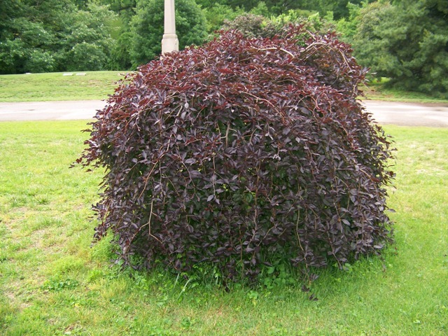 Purple Fountain European Beech tree