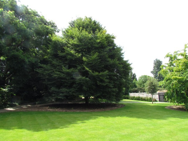 European Beech tree