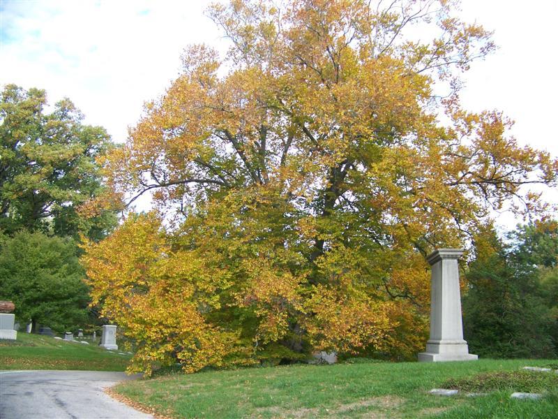 American Beech tree