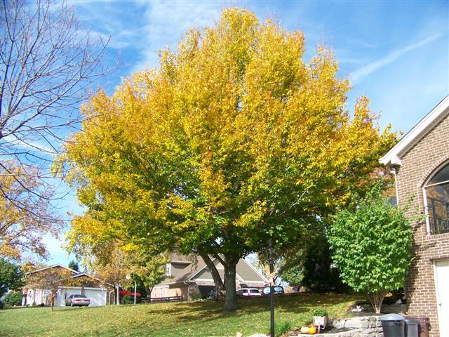 American Beech tree