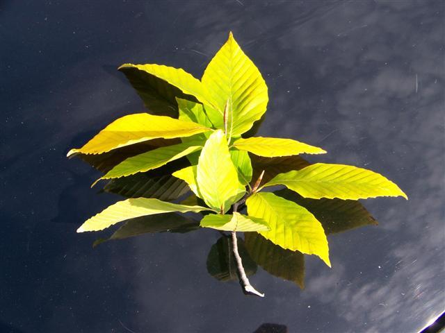 leaves on small branch