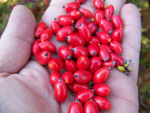 red berries in person's hand