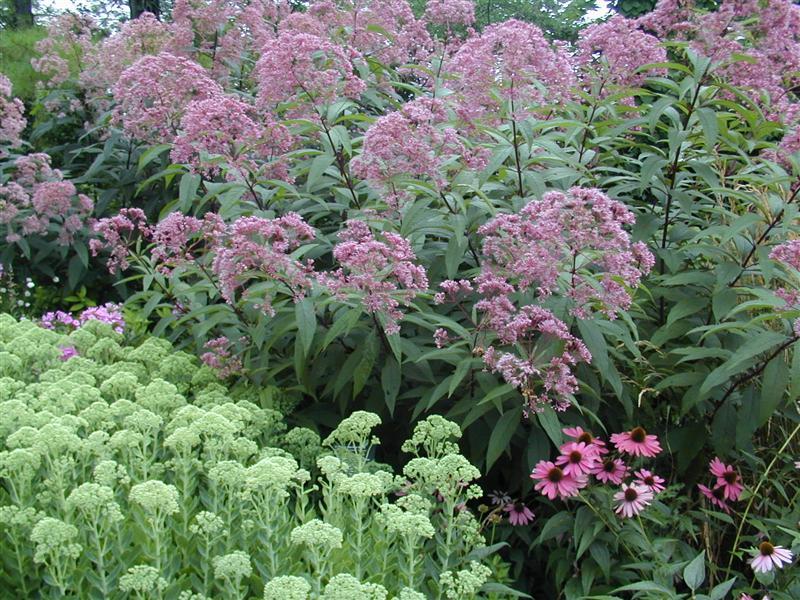 Gateway Joe-Pye Weed