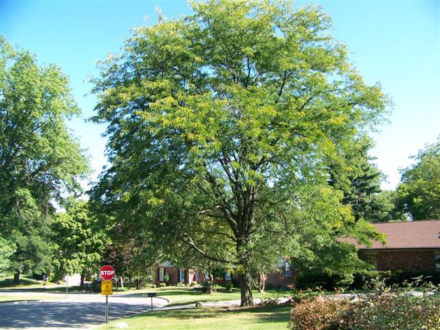 Skyline Thornless Honeylocust tree