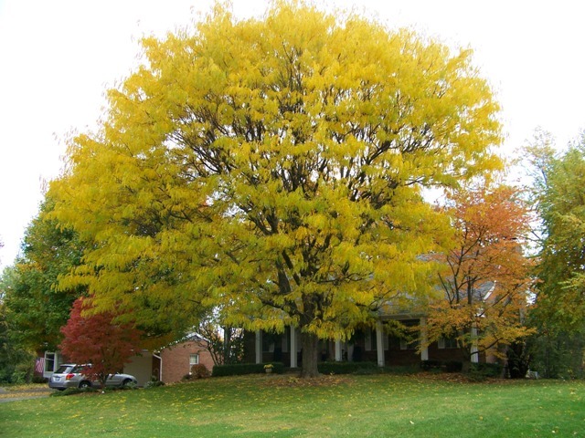 Thornless Honeylocust tree