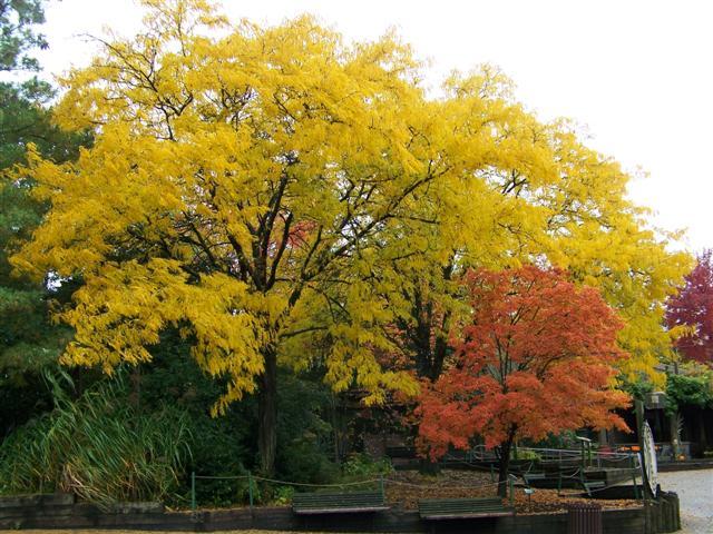 â€˜Moraineâ€™ Thornless Honeylocust trees