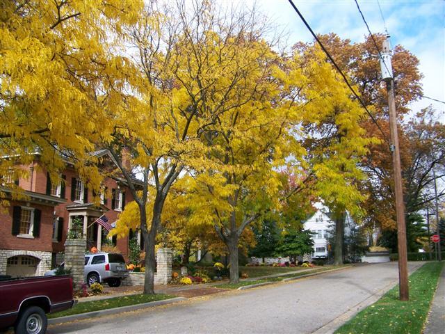 Thornless Honeylocust trees