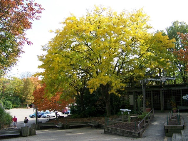 â€˜Moraineâ€™ Thornless Honeylocust trees