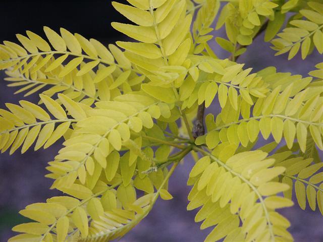 Thornless Honeylocust leaves