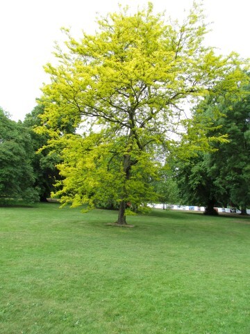 Sunburst Honeylocust tree