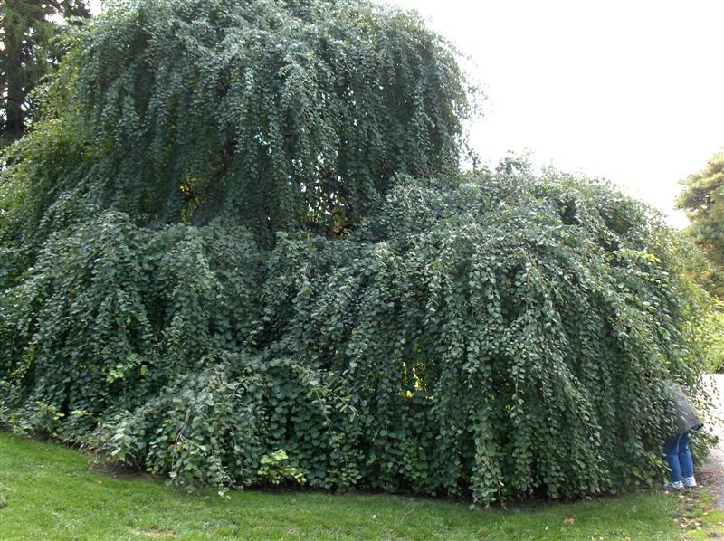 Amazing Grace Weeping Katsura tree