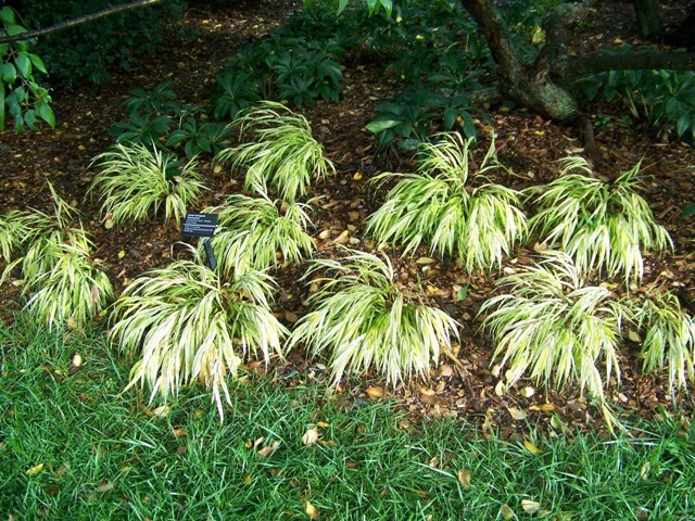 Golden Hakonechloa plants