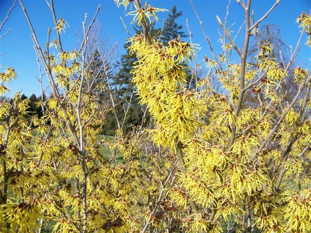 Arnold Promise Witchhazel branches