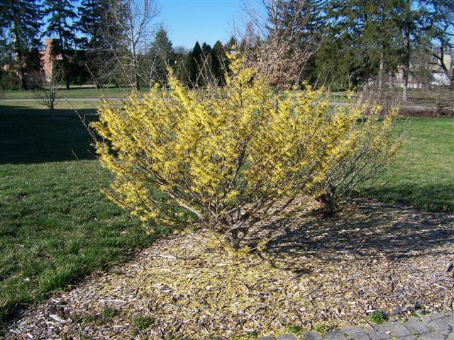 Arnold Promise Witchhazel shrub