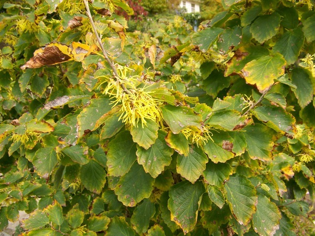 Common WhichhazelÂ shrub