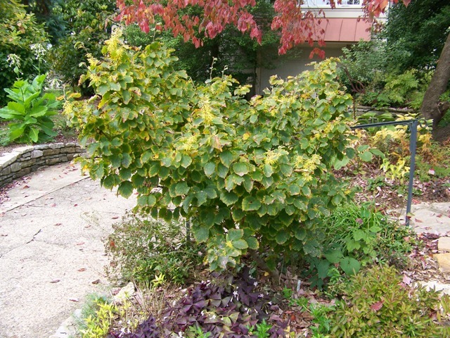 Common WhichhazelÂ shrub