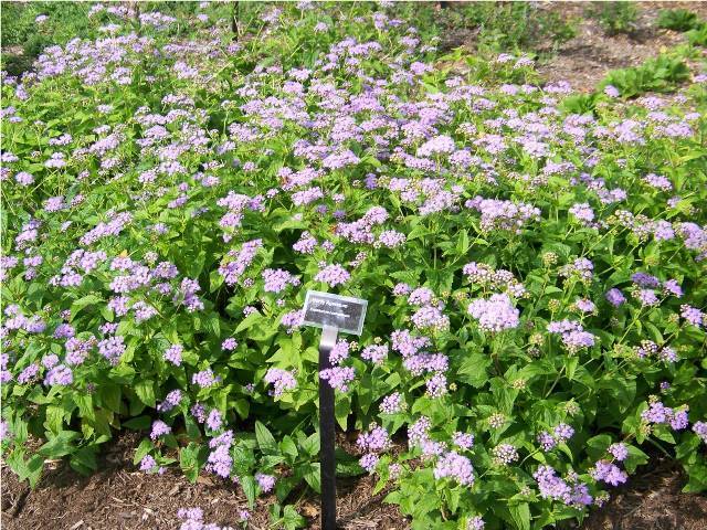 Hardy Ageratum flowers