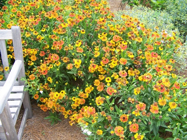 Mardi Gras Sneezeweed flowers