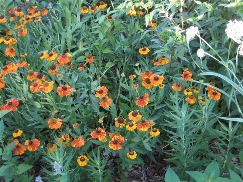 Sneezeweed, Helens Flowers