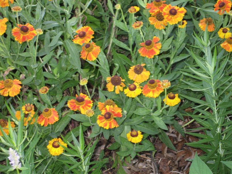 Sneezeweed, Helens Flowers