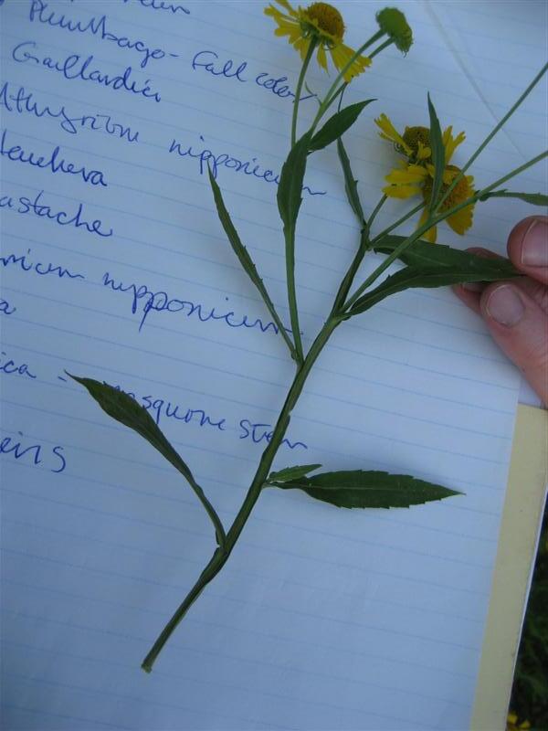 Sneezeweed, Helens Flower on notebook page