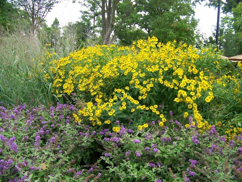 Sneezeweed, Helens Flowers