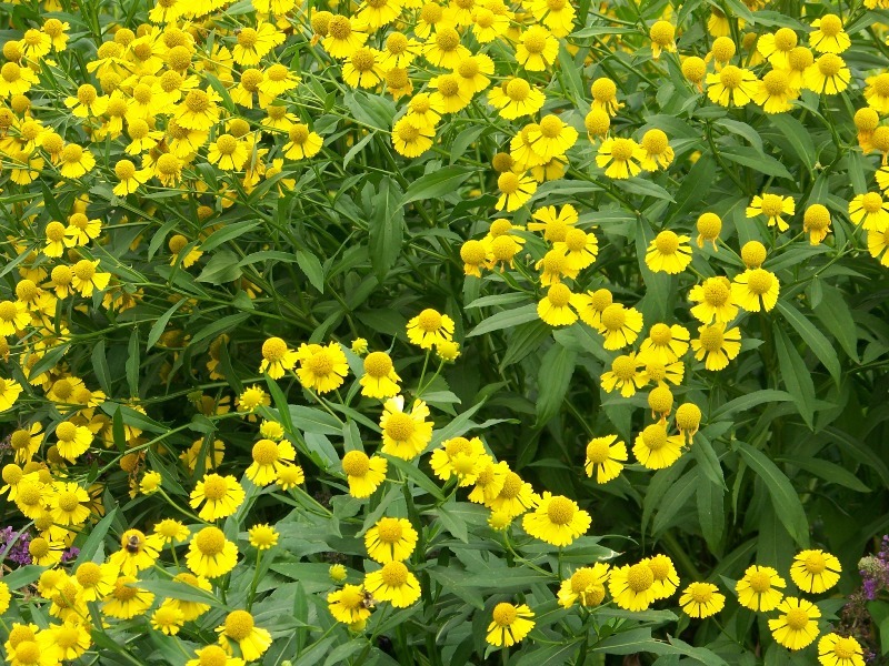 Sneezeweed, Helens Flowers