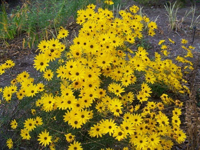 Gold Lace Swamp Flowers