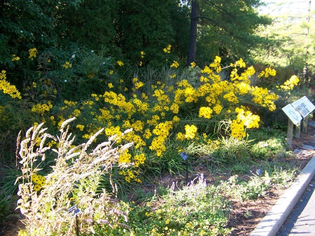 Gold Lace Swamp Flowers