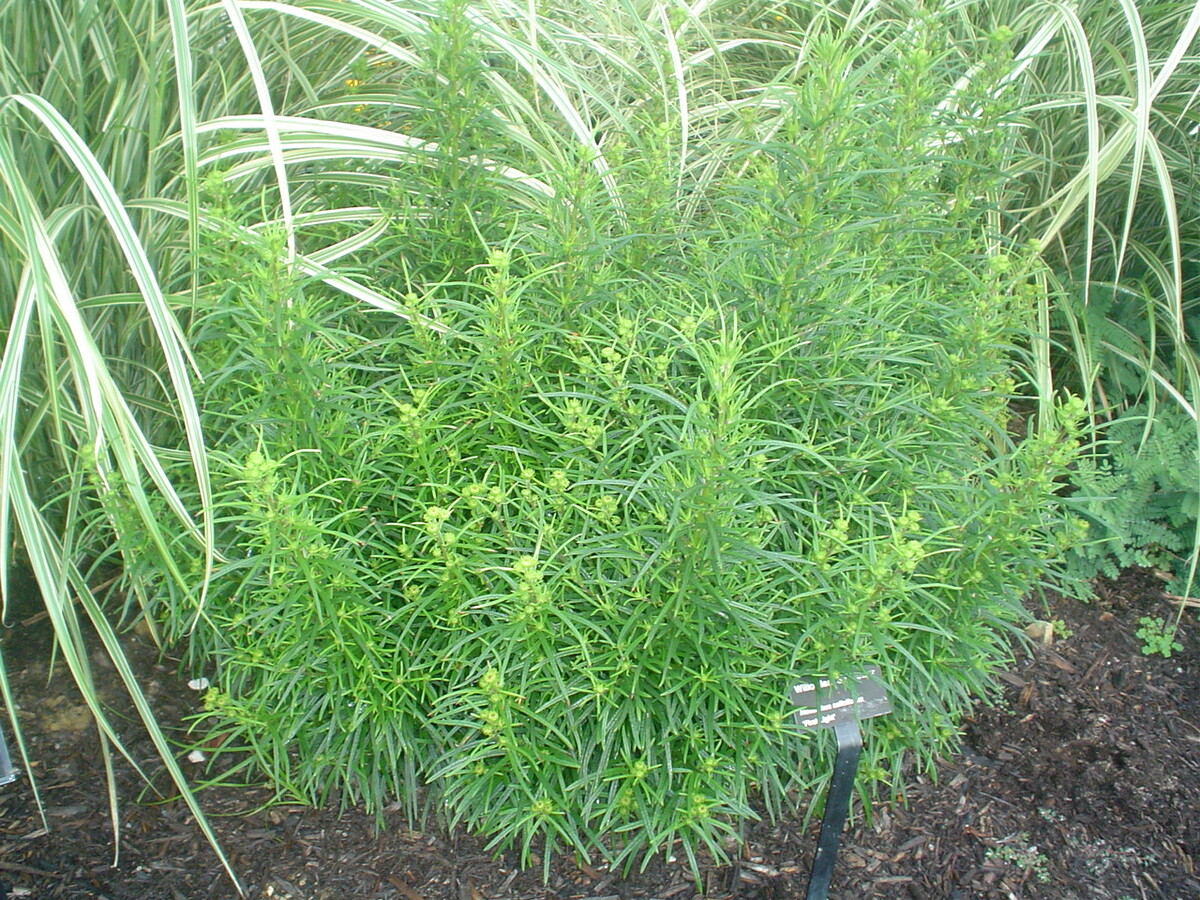 Low Down Willowleaf Sunflower plant