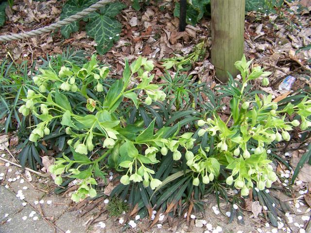 Green Hellebore flowers