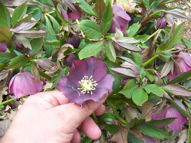 Person holding Blue Lady Lenten rose flower