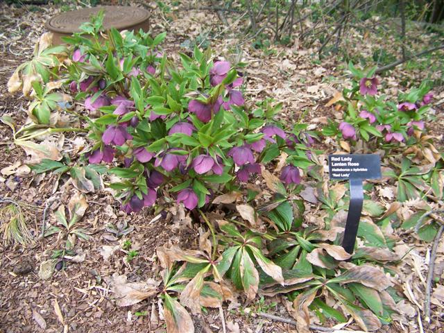 Red Lady Lenten Rose plant