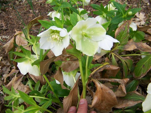 Lenten Rose