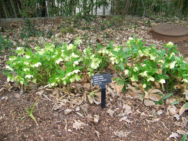 Yellow Lady Lenten Rose