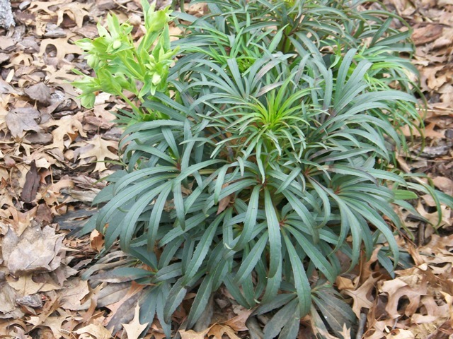 Green Hellebore