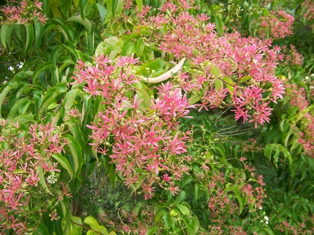 Seven-son Flower buds