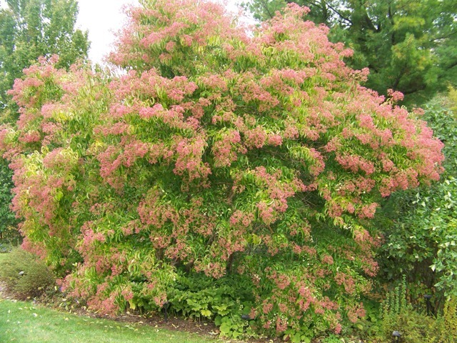 Seven-son Flower bush