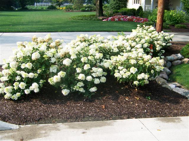 Little Lamb Hydrangea flowers