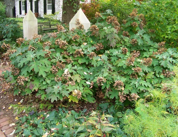 Oakleaf Hydrangea shrub