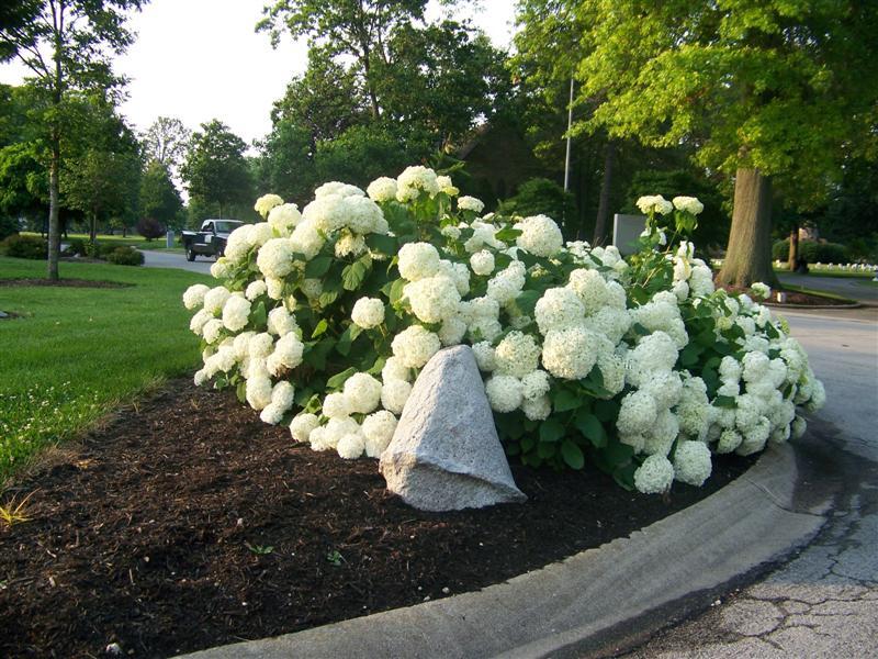 Annabelle Hydrange shrub on corner