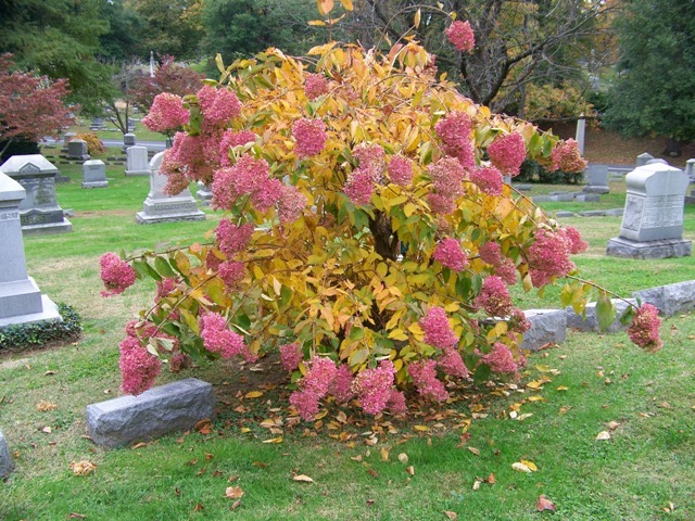 Panicle Hydrangea bush in cemetery