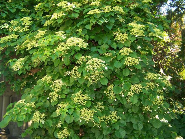 Climbing Hydrangea with flowers