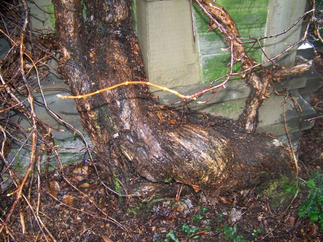 Climbing Hydrangea vines