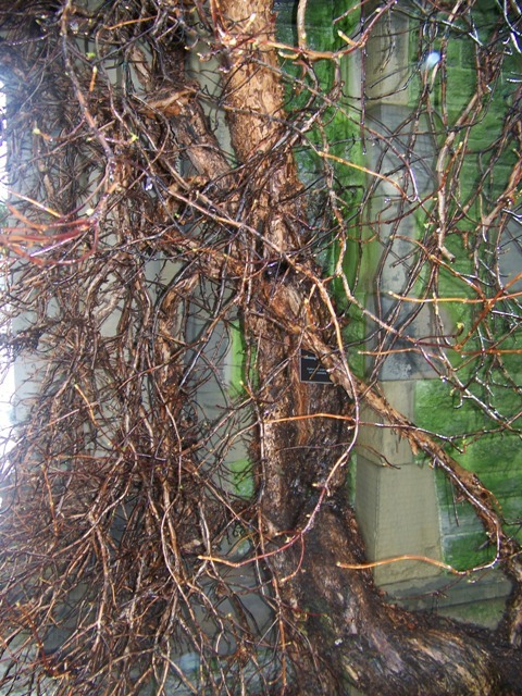 Climbing Hydrangea vines