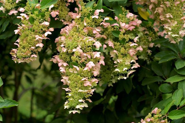 Panicle Hydrangea branches