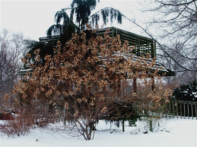 Panicle Hydrangea tree