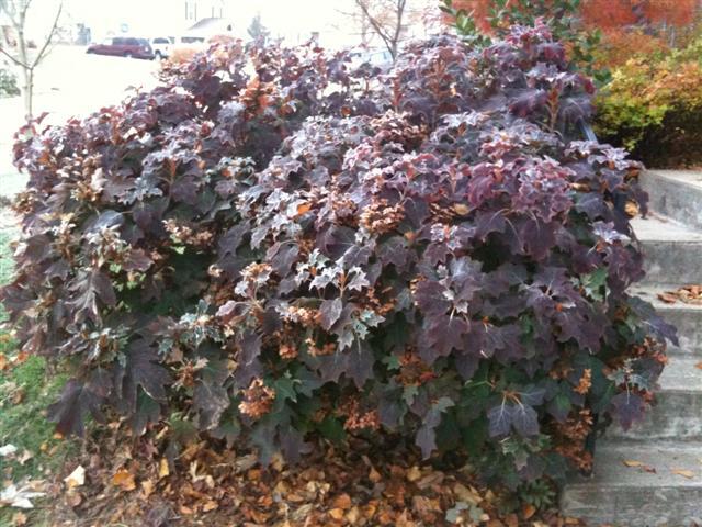 Oakleaf Hydrangea shrub